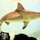 Illustration for article titled Ripleys Aquarium